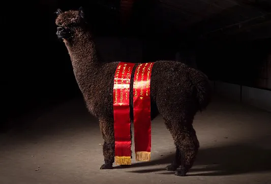 Tienda Molino Pokerface News