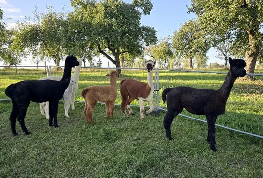 Zuwachs in der Stutenherde Zuwachs in der Stutenherde