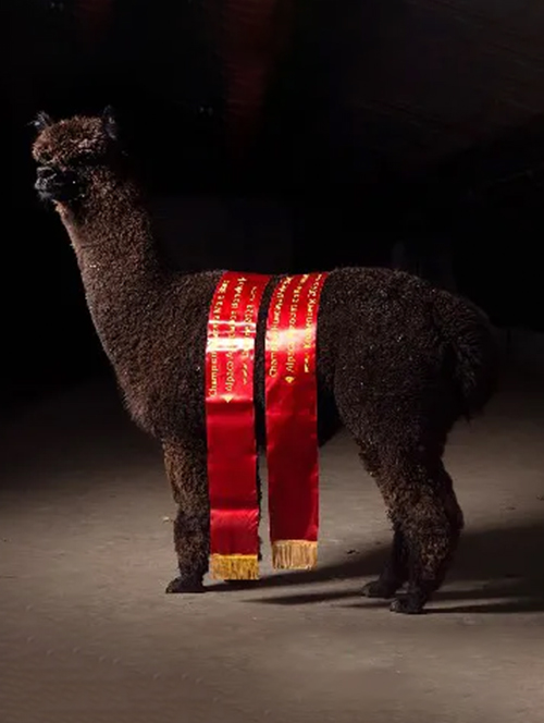 Deckhengst Pokerface