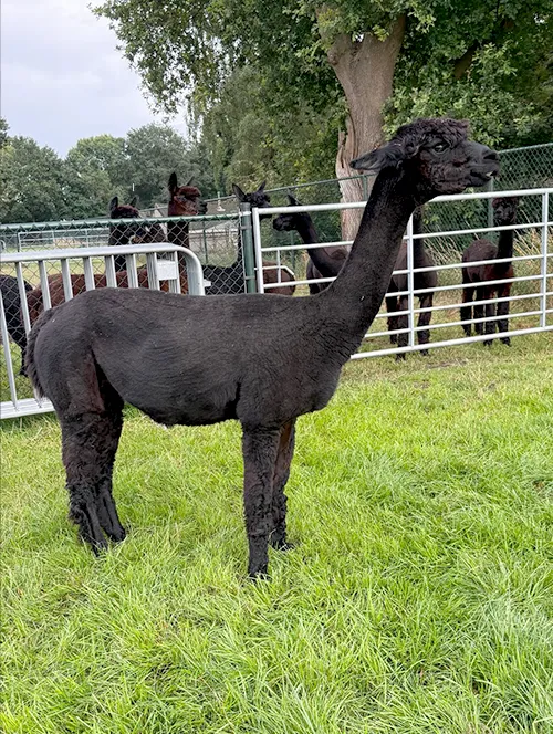 Tienda Molino Lou Lou